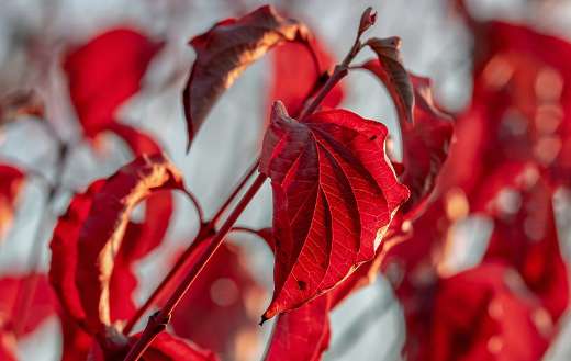 Autumn season leaves color