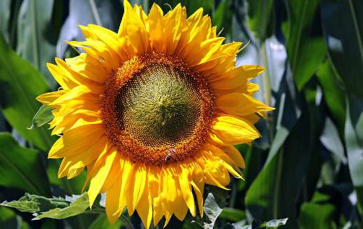 Beautiful sunflower puzzle
