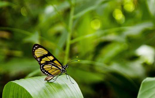 Butterfly on green leaf puzzle