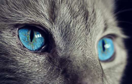 Close up blue eyes cat