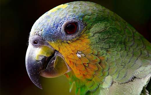 Colorful macaw parrot head