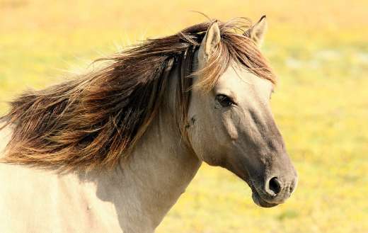Equine mane horse online