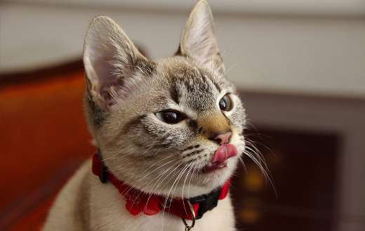 Fluffy tamed pet cat puzzle