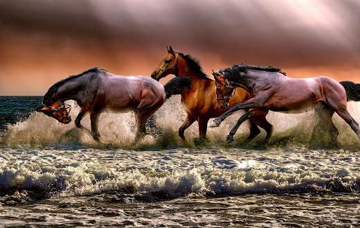 Horses galopping sea puzzle