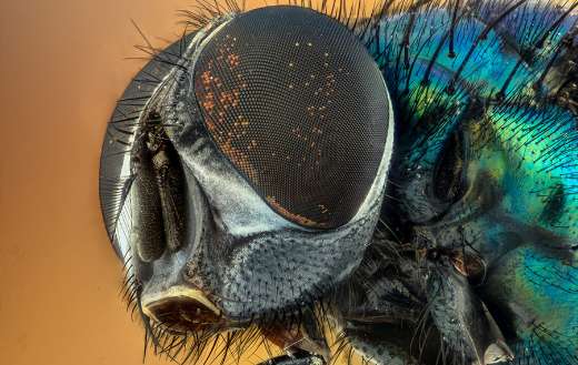 Macro fly eyes online