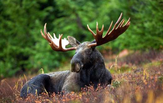 Moose bull elk puzzle