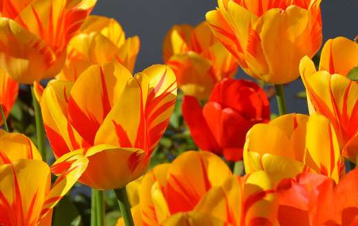 Orange tulip flowers online