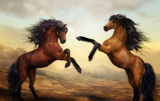 Pair wild stallion horses