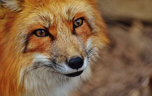 Red fox face online