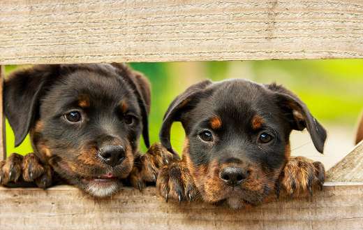 Rottweiler puppies puzzle