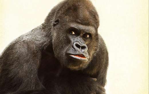 Silver back gorilla online