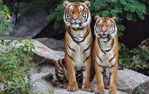 Two tigers on a rock online