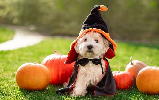 White terrier dog with halloween props