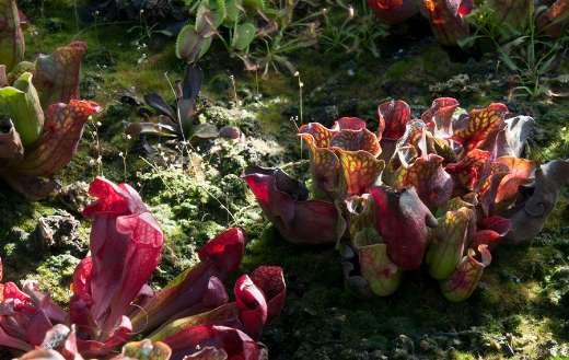 Autumn in the carnivorous garden Sdyney Australia