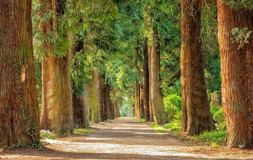 Avenue tree lined path trail