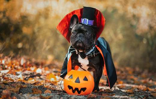Bulldog in dracula costume