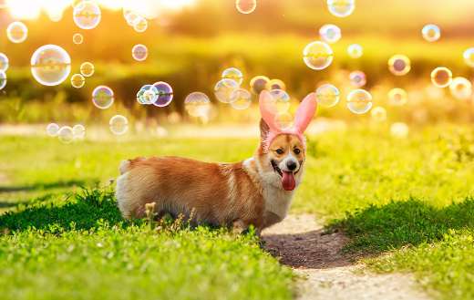 Corgi dog with bunny ears
