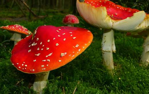 Fly agaric toxic mushroom
