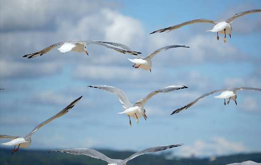 Flying seagulls sky puzzle