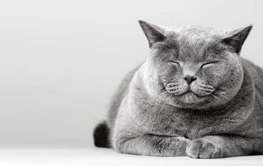 Sleepy smiling cat laying on the floor