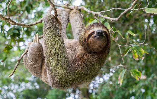 Sloth hanging from tree Costa Rica