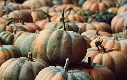 Vegetables pumpkins online