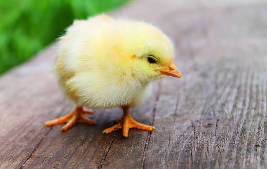 Baby chicks chicken puzzle