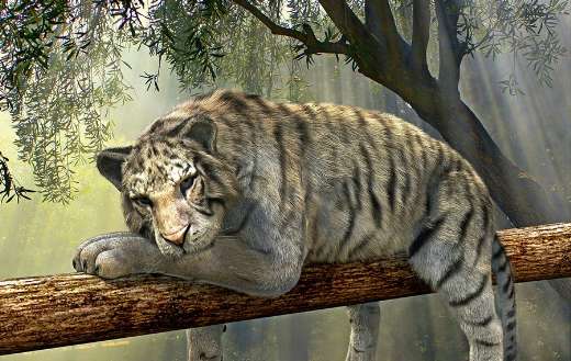 Big cat tiger tree branch