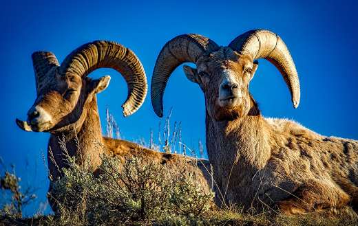 Bighorn sheeps online