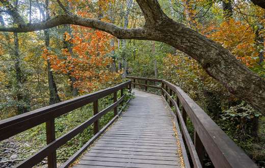Boardwalk fall nature bridge