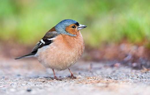 Chaffinch ave bird puzzle