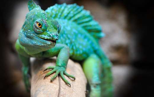 Chameleon reptile puzzle
