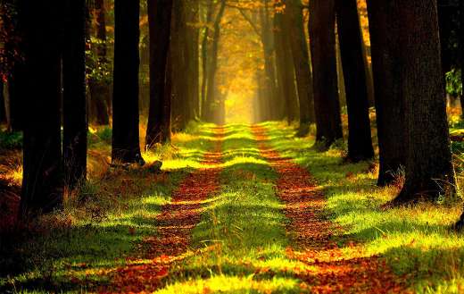 Forest two ways path puzzle