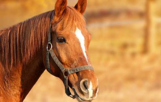 Horse brown head bridle