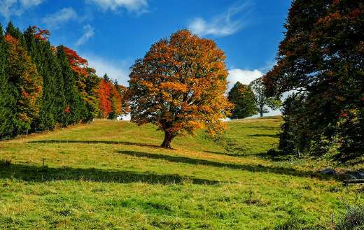 Landscape nature online