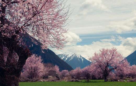 Linzhi Tibet peach blossom