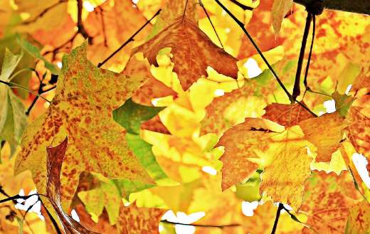 Mostly yellow chestnut leaves