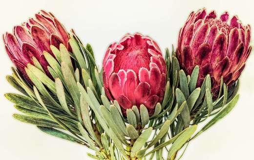 Protea South Africa red flower