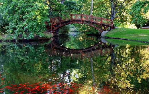 School of fishes red bridge