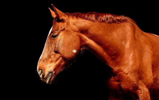 Stallion brown portrait puzzle