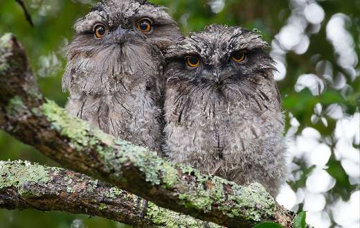 Two owls on tree branch