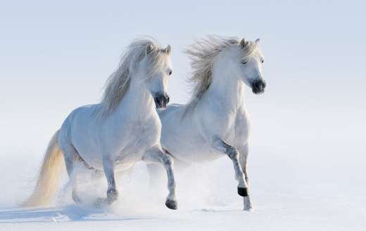 White horses in snow field