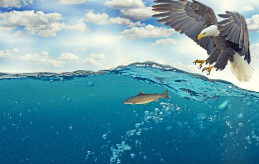 White tailed eagle hunting fish