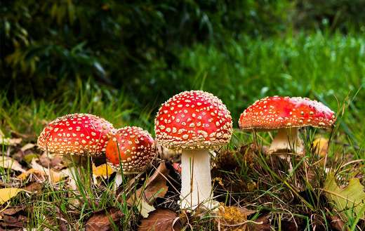 Wild mushrooms online