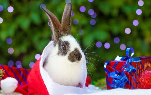 Baby rabbit in santa claus hat