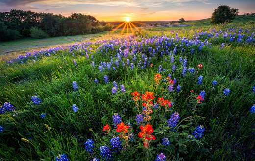 Ennis Texas Bluebonnets at sunset