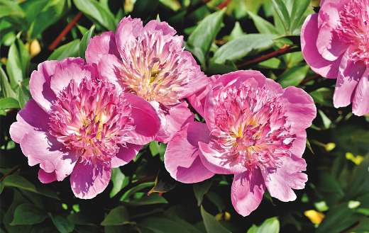 Pink peony rose bud online