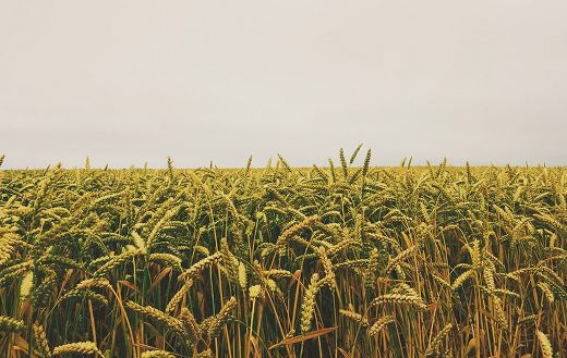 Wheat field under gray sky