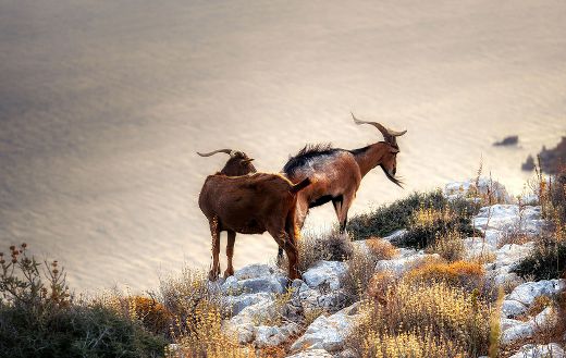 Climbing goats online