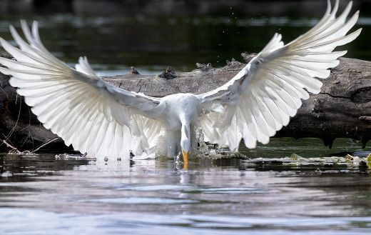 Egret bird hunting online